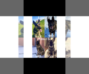 Main photo of German Shepherd Dog Dog Breeder near MARICOPA, AZ, USA