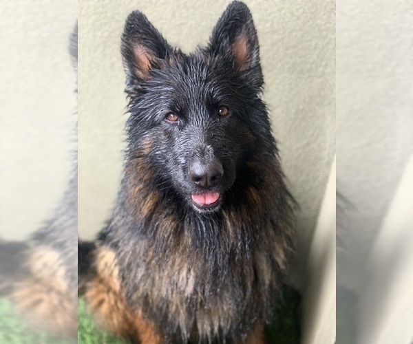 Medium Photo #190  Breeder Profile in PINON HILLS, CA, USA