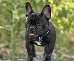 Small #4 Breeder Profile image