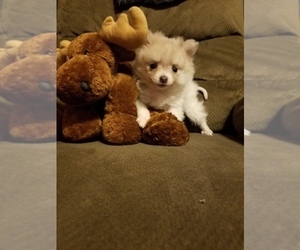 Main photo of Pomeranian Dog Breeder near BRATTLEBORO, VT, USA