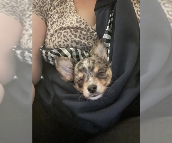 Medium Photo #34  Breeder Profile in HOMERVILLE, GA, USA