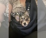 Small #33 Breeder Profile image