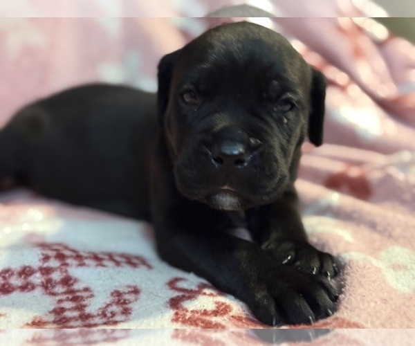 Medium Photo #1  Breeder Profile in SOMERSET, KY, USA