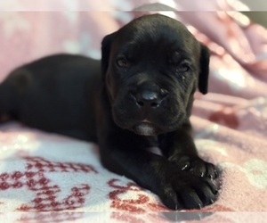 Cane Corso Dog Breeder near SOMERSET, KY, USA