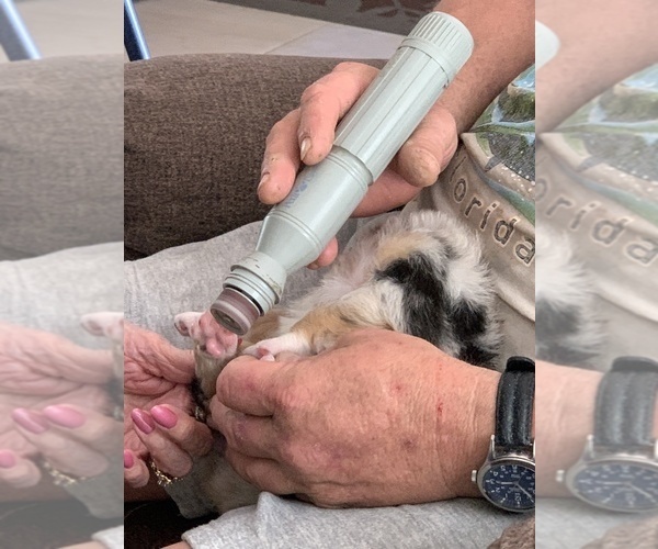 Medium Photo #65  Breeder Profile in SUNNYVALE, CA, USA
