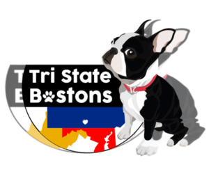 Boston Terrier Dog Breeder near TREMONTON, UT, USA