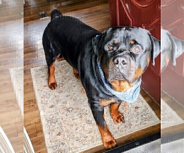 Medium Photo #1  Breeder Profile in ESTILL SPRINGS, TN, USA