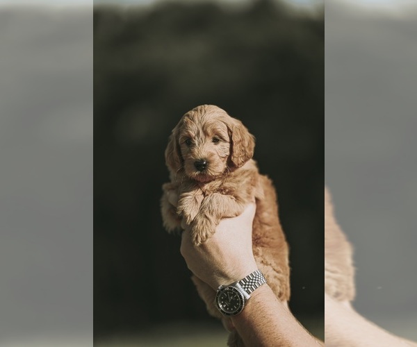 Medium Photo #5  Breeder Profile in FLAT ROCK, NC, USA