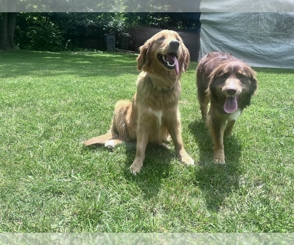 Medium Photo #58  Breeder Profile in HARRISON, OH, USA