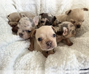 French Bulldog Dog Breeder near LA MIRADA, CA, USA