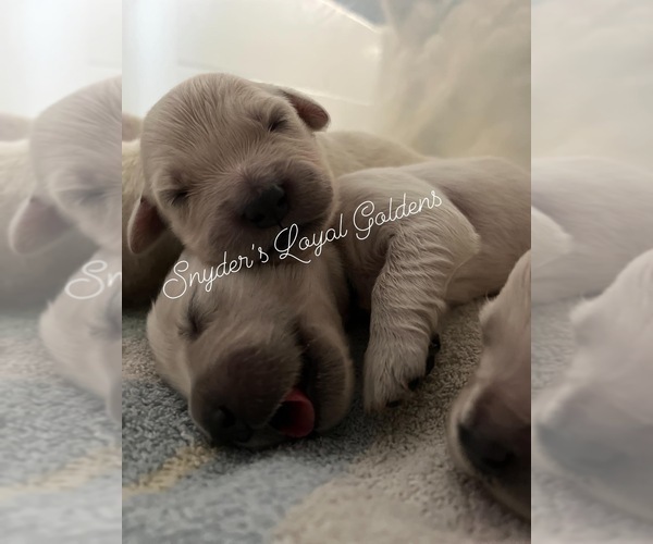 Medium Photo #1  Breeder Profile in SAINT AUGUSTINE, FL, USA