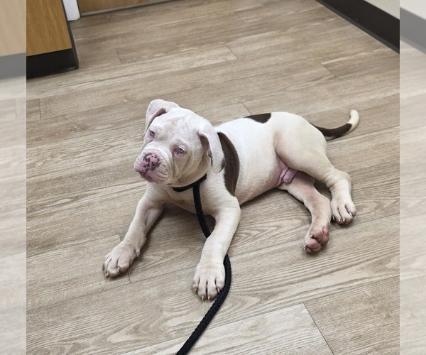 Medium Photo #18  Breeder Profile in JASPER, GA, USA