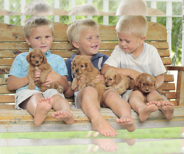 Medium Photo #1  Breeder Profile in ELKTON, KY, USA