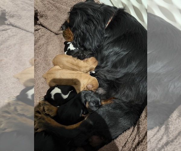 Medium Photo #32  Breeder Profile in WAXAHACHIE, TX, USA