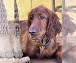 Small #19 Breeder Profile image