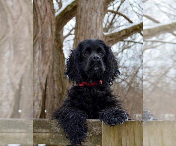 Medium Photo #42  Breeder Profile in Aylmer, Ontario, Canada