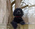 Small #41 Breeder Profile image
