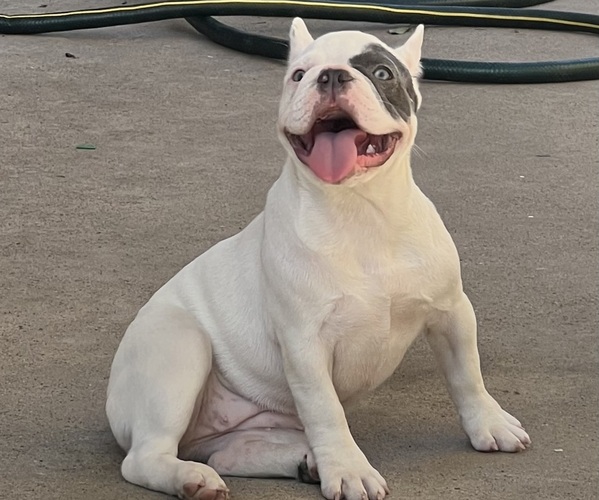 Medium Photo #3  Breeder Profile in BREA, CA, USA