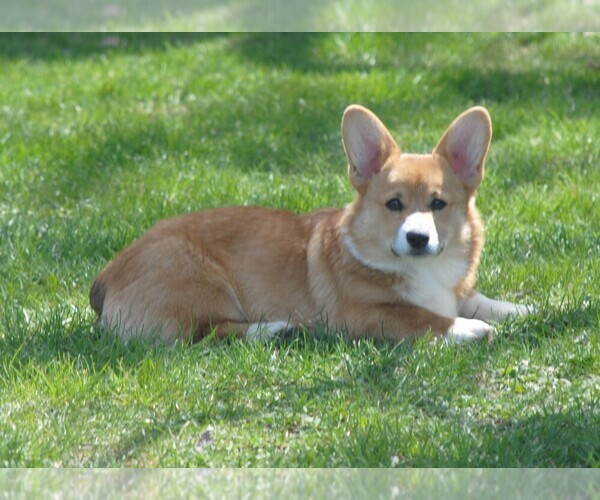 Medium Photo #1  Breeder Profile in EAGLE POINT, OR, USA