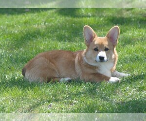 Pembroke Welsh Corgi Dog Breeder near EAGLE POINT, OR, USA