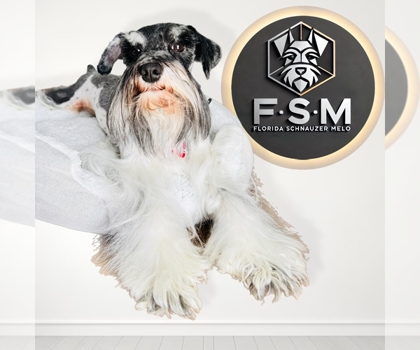 Medium Photo #22  Breeder Profile in KISSIMMEE, FL, USA