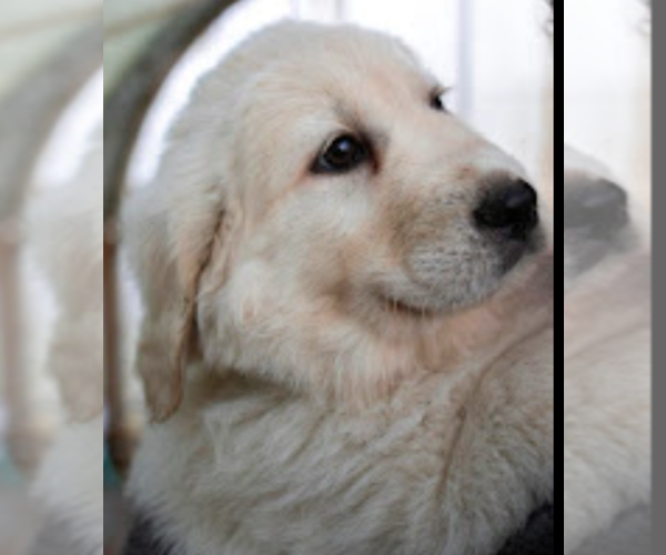 Medium Photo #7  Breeder Profile in JUNCTION CITY, OR, USA