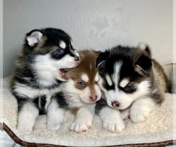 Medium Photo #1  Breeder Profile in SURPRISE, AZ, USA