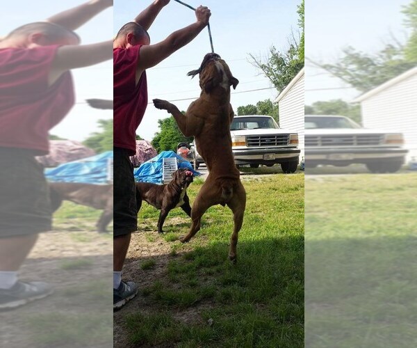 Medium Photo #1  Breeder Profile in KEVIL, KY, USA