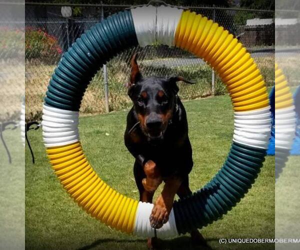 Medium Photo #9  Breeder Profile in FRUITA, CO, USA