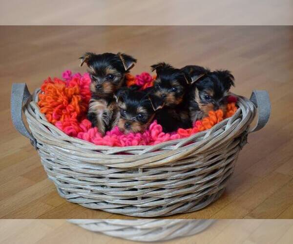 Medium Photo #16  Breeder Profile in SCHAUMBURG, IL, USA