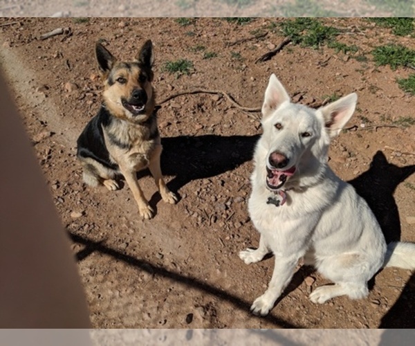 Medium Photo #1  Breeder Profile in HUACHUCA CITY, AZ, USA
