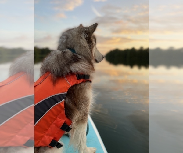 Medium Photo #95  Breeder Profile in FREDERICK, MD, USA