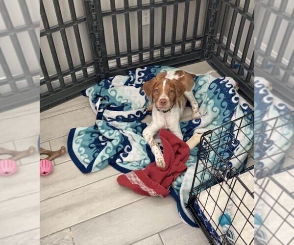 Medium Photo #155  Breeder Profile in HORTENSE, GA, USA