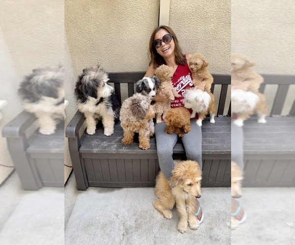 Medium Photo #1  Breeder Profile in SAN JOSE, CA, USA