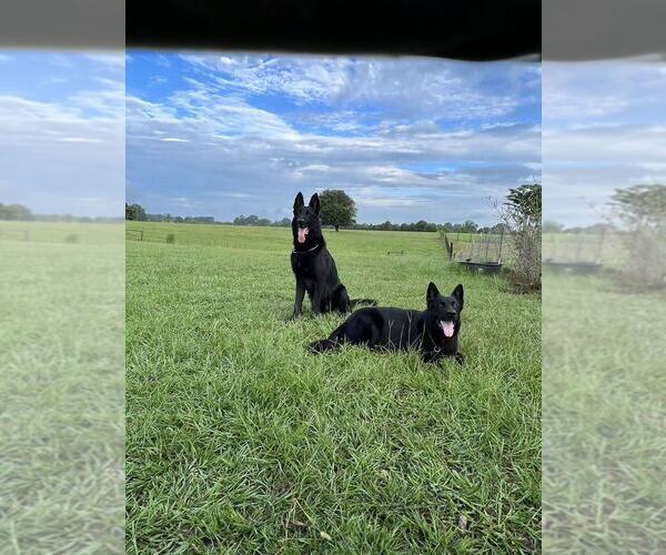 Medium Photo #1  Breeder Profile in FRANKLINTON, LA, USA