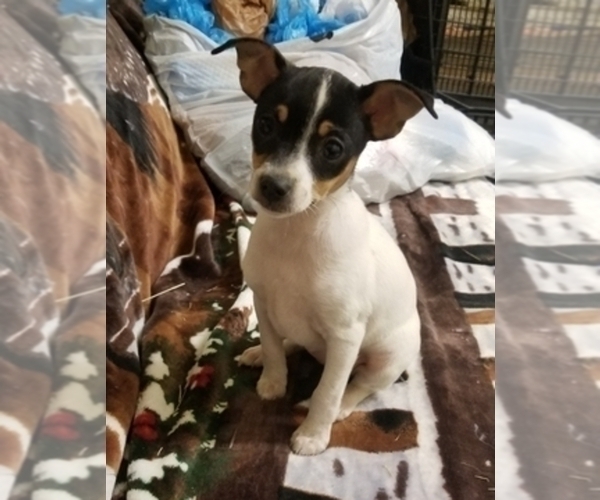 Medium Photo #6  Breeder Profile in WHITAKERS, NC, USA
