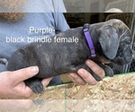 Small #9 Breeder Profile image