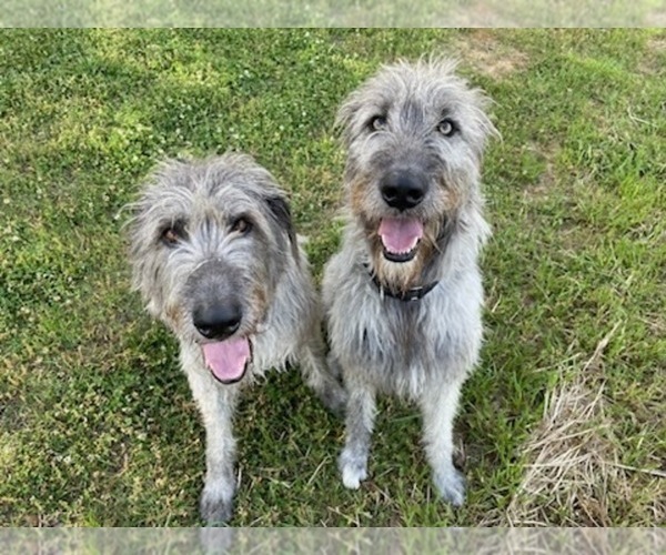 Medium Photo #1  Breeder Profile in BYHALIA, MS, USA