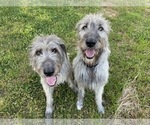 Small breeder photo