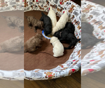 Small #15 Breeder Profile image