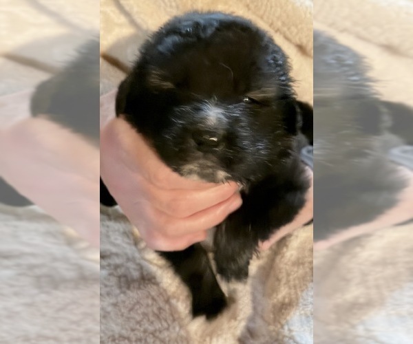 Medium Photo #15  Breeder Profile in AKELEY, MN, USA