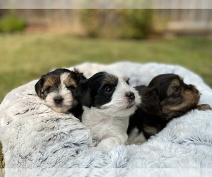 Yorkshire Terrier Dog Breeder near NORTH HIGHLANDS, CA, USA