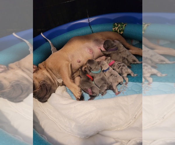 Medium Photo #1  Breeder Profile in NEW PLYMOUTH, ID, USA