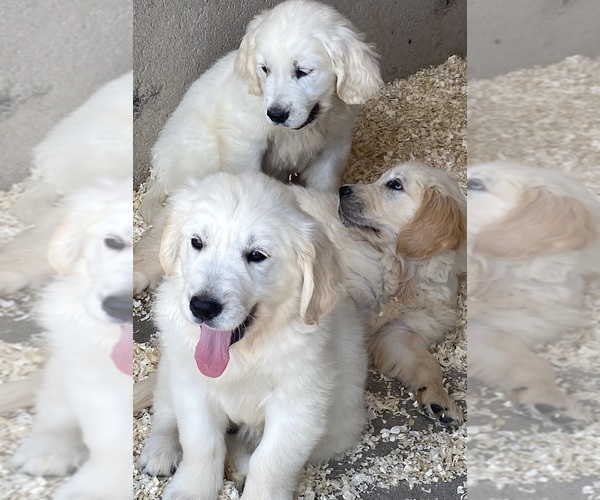 Medium Photo #21  Breeder Profile in PRITCHETT, CO, USA