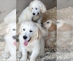 Small #20 Breeder Profile image