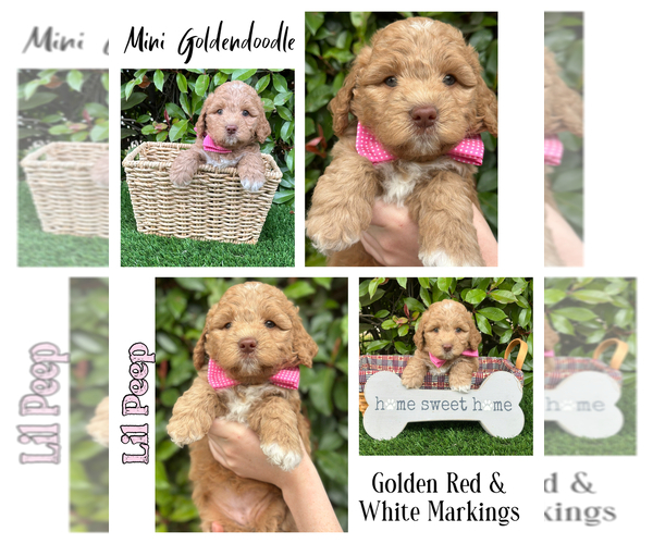 Medium Photo #40  Breeder Profile in BAKERSFIELD, CA, USA