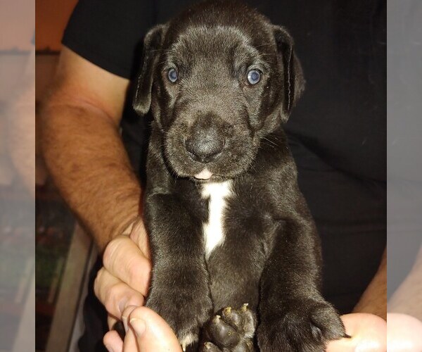 Medium Photo #1  Breeder Profile in PORT ORANGE, FL, USA