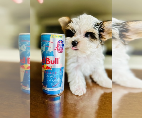 Medium Photo #7  Breeder Profile in FRESNO, CA, USA