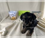 Small #20 Breeder Profile image