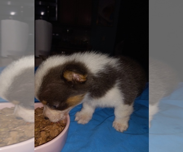 Medium Photo #3  Breeder Profile in MYRTLE BEACH, SC, USA